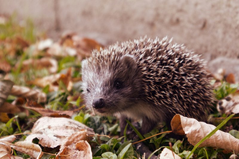Hedgehog